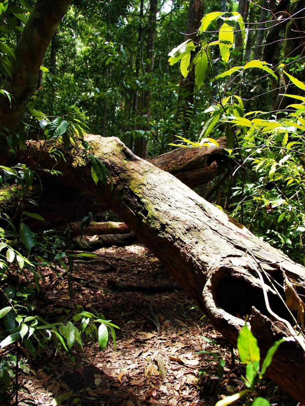 Thejungleguide - Lodges & Treks Bukit Lawang Kültér fotó