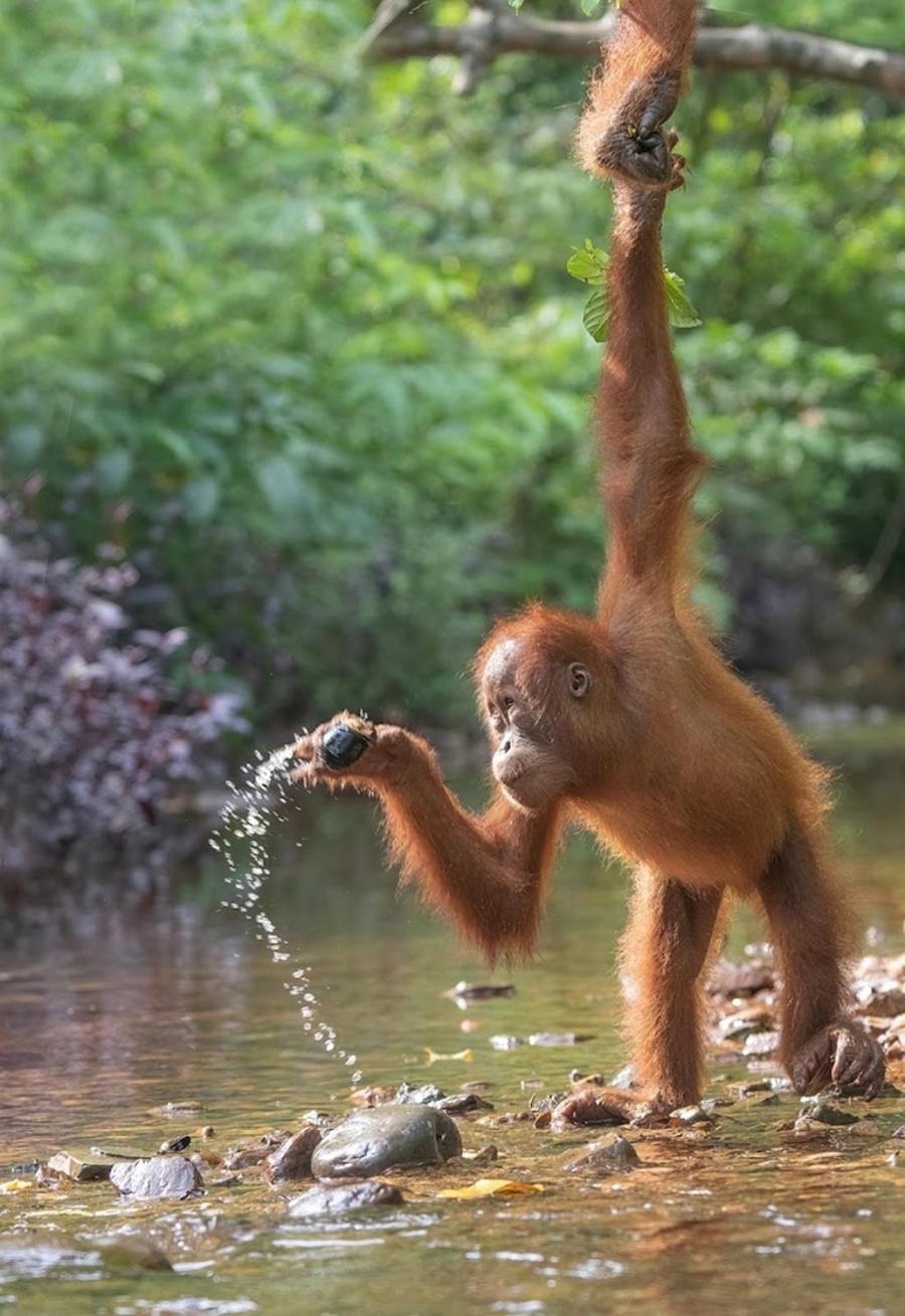 Thejungleguide - Lodges & Treks Bukit Lawang Kültér fotó