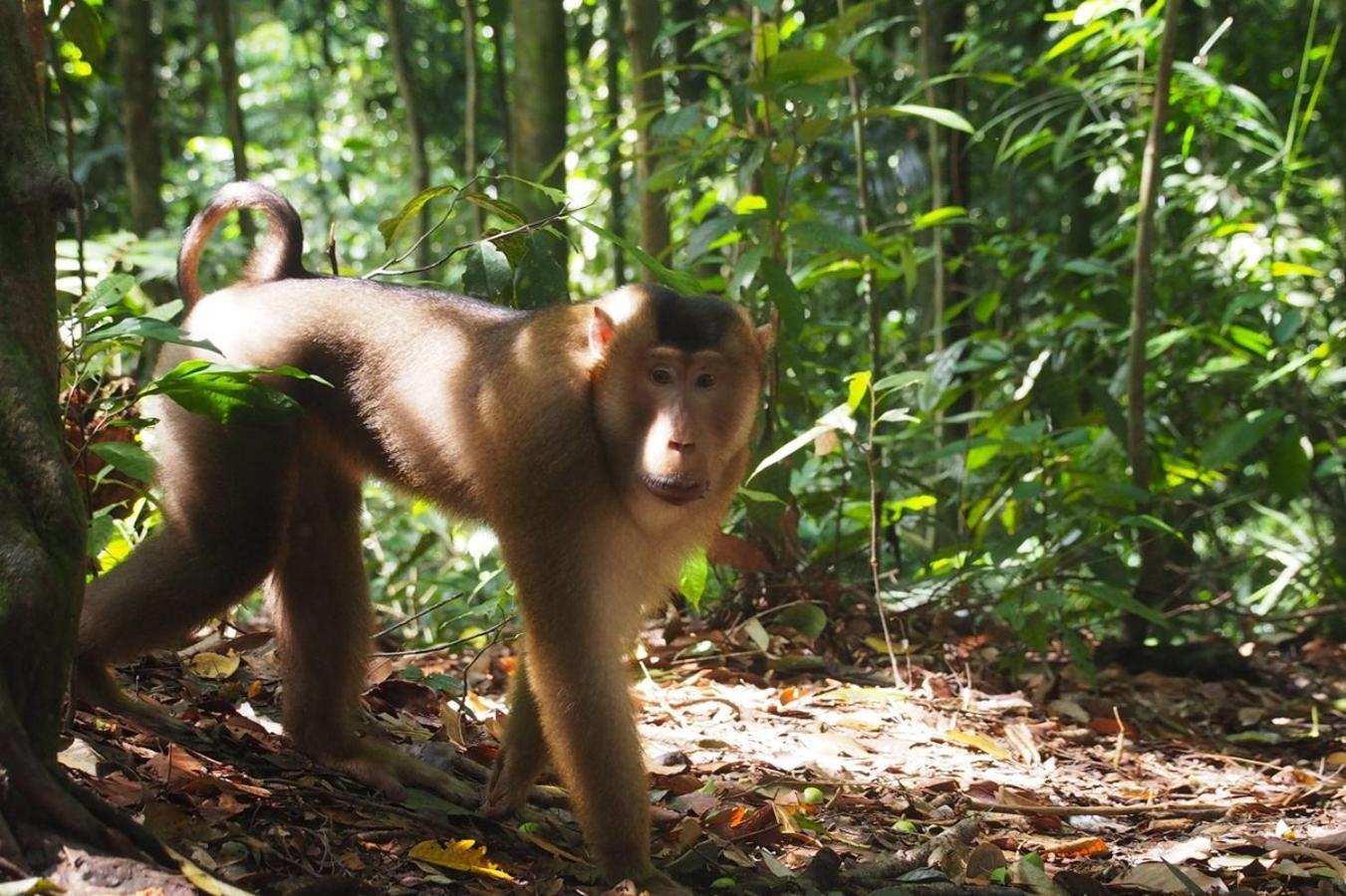 Thejungleguide - Lodges & Treks Bukit Lawang Kültér fotó