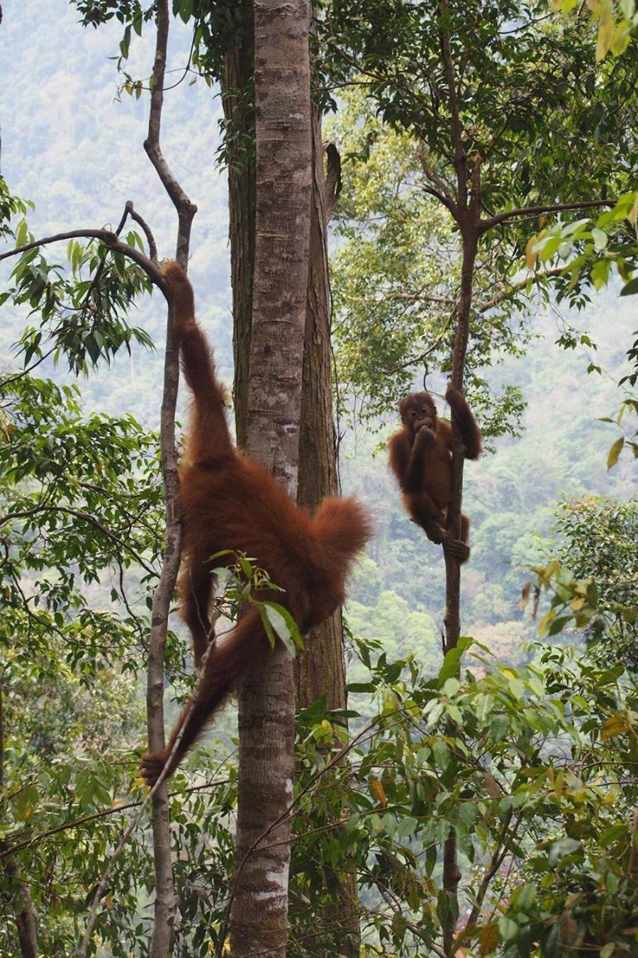 Thejungleguide - Lodges & Treks Bukit Lawang Kültér fotó