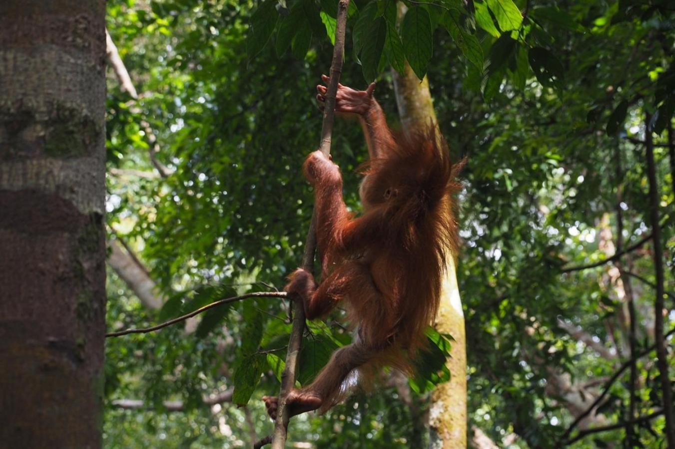 Thejungleguide - Lodges & Treks Bukit Lawang Kültér fotó