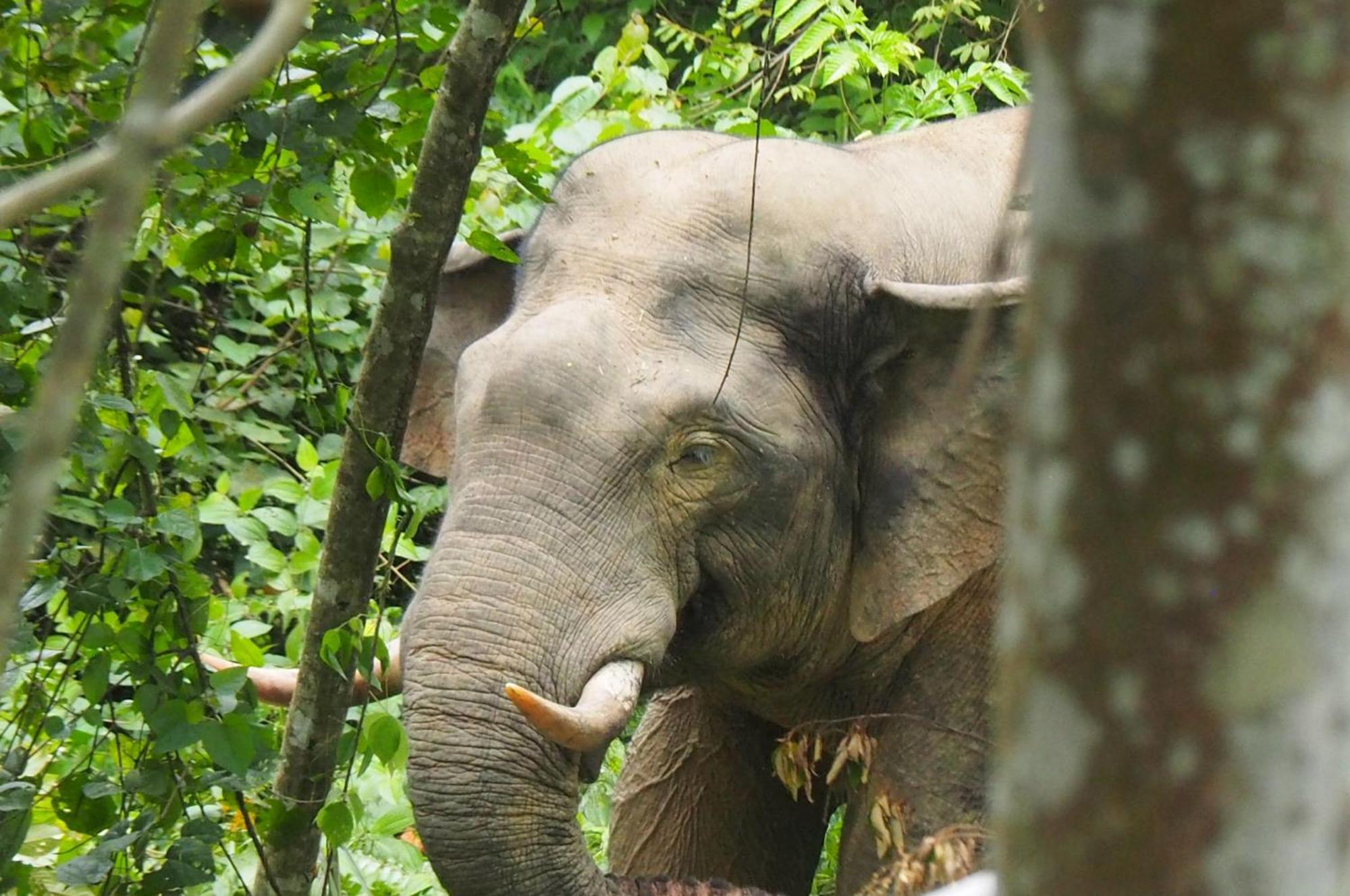 Thejungleguide - Lodges & Treks Bukit Lawang Kültér fotó